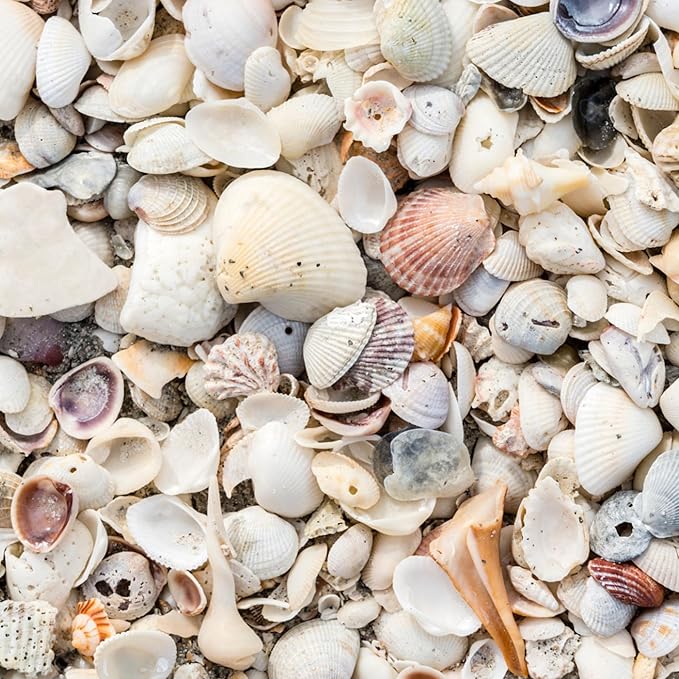 GARDENWISE Natural Organic Sea Shell Mulch for Gardens and Landscaping – Decorative and Nutrient-Rich, 0.5–3-Inch Shells, Perfect for Indoor and Outdoor Use (0.3 CF - 8 L - 9 QTS)