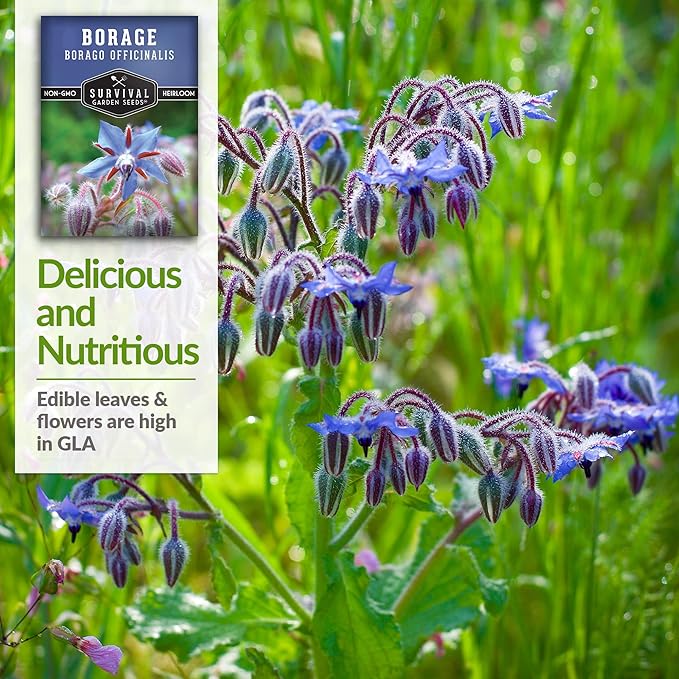 Survival Garden Seeds - Borage Seed for Planting - 3 Packs with Instructions to Plant and Grow Beautiful Medicinal Herb in Your Home Vegetable Garden - Non-GMO Heirloom Variety - Attracts Pollinators