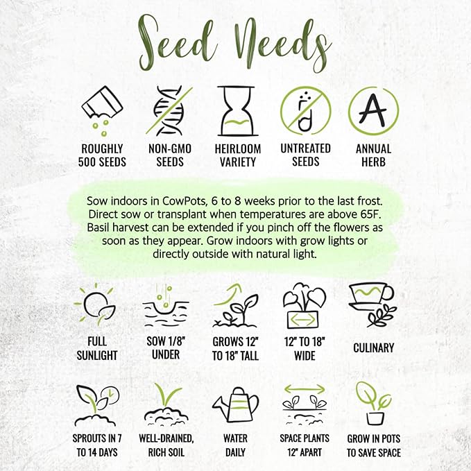Seed Needs Sweet Genovese Basil Seeds for Planting - Non-GMO Heirloom & Untreated Culinary Herb Seed to Plant an Indoor or Outdoor Home Grown Kitchen Garden (2 Packs)