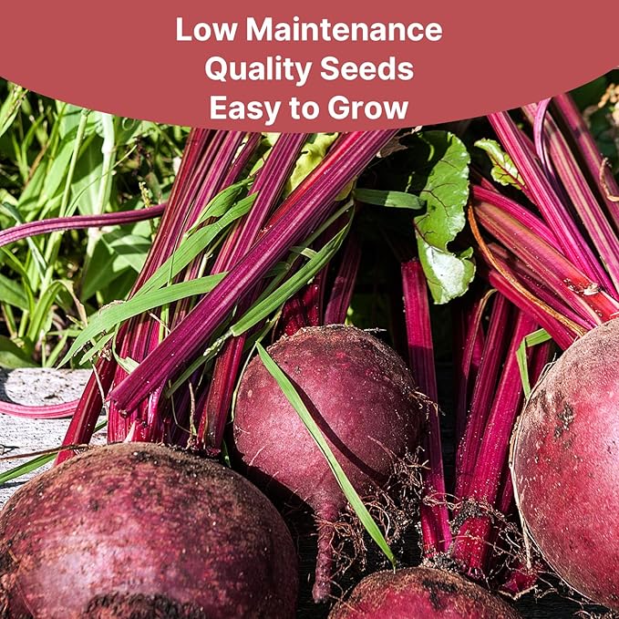 Groundio Detroit Dark Red Beets Seeds | 1500+ Non-GMO Vegetable Seeds for Planting Indoor, Outdoor or Hydroponic | Red Beet for Home Garden Seeds, Beta vulgaris