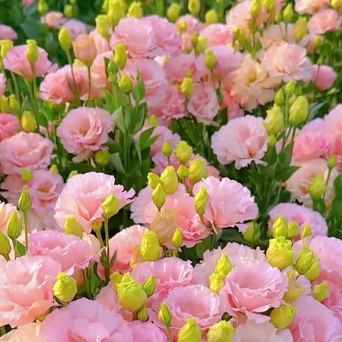 Mixed Lisianthus Seeds for Planting, 202+pcs Rare Perennial Lisianthus Flower Seeds, Non-GMO Eustoma Cut Flowers Beauty Home Garden Ornamental Plants for Outdoors Indoors