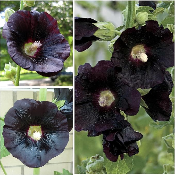 Seed Needs, Black Hollyhock Seeds - 100 Heirloom Seeds for Planting Alcea rosea - Great for Gothic Gardens, Open Pollinated Biennial that Attracts Pollinators (5 Packs)
