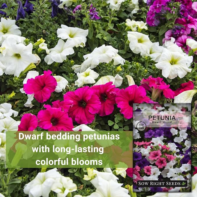 Sow Right Seeds - Dwarf Mixed Petunia Seeds to Plant - Full instructions for Planting and Growing a Flower Garden - Non-GMO Heirloom Seeds - Annual Hanging Basket Flower - Wonderful Gardening Gift (2)