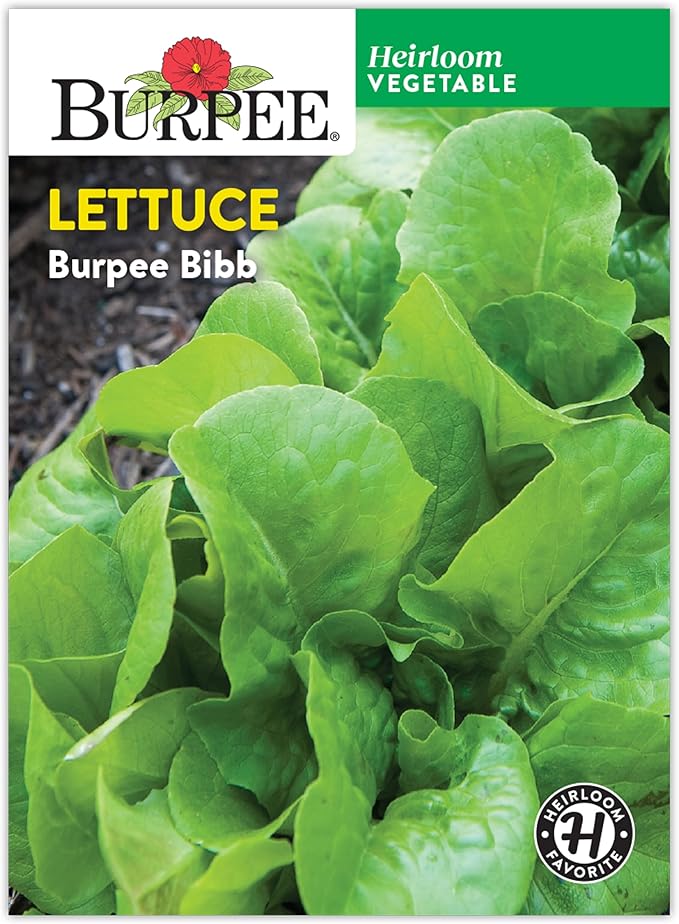 Burpee Bibb' Lettuce Seed Packet - 1.5gm Non-GMO Seeds for Planting Vegetables - Heirloom Bibb Lettuce, Classic Variety, Vegetable Seeds for Home Garden Outdoor Planting (Lettuce, Burpee Bibb)