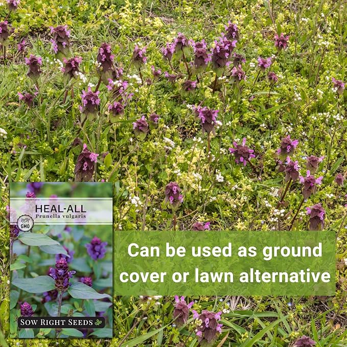 Sow Right Seeds - Heal-All Seeds for Planting - Self Heal Prunella Vulgaris - Non-GMO Heirloom Medicinal Herb - Grow Your Own Wildflower Garden - Attracts Pollinators - Easy to Grow in Gardens (1)