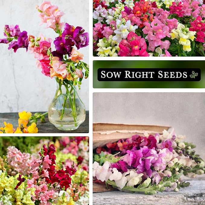 Sow Right Seeds - Tetra Mix Snapdragon Flower Seeds for Planting - Non-GMO Heirloom Packet with Instructions to Grow - Fragrant Annual Flower Spikes in a Mix of Colors - Half Tall for Front Beds (1)