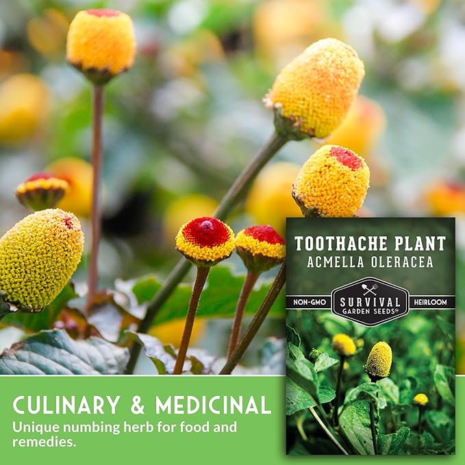 Toothache Plant Seeds for Planting - Acmella Oleracea Spilanthes Buzz Button Electric Daisy Medicinal Herb & Edible Flower - Heirloom Non-GMO Open Pollinated - Survival Garden Seeds (2 Pack)