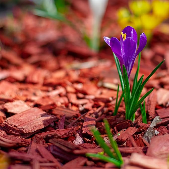 GARDENWISE Premium Red Wood Mulch for Indoor, Patio, Potting Media, Gardens, Lawns, and Landscaping (0.2 CF - 4.8 L - 5 QTS)