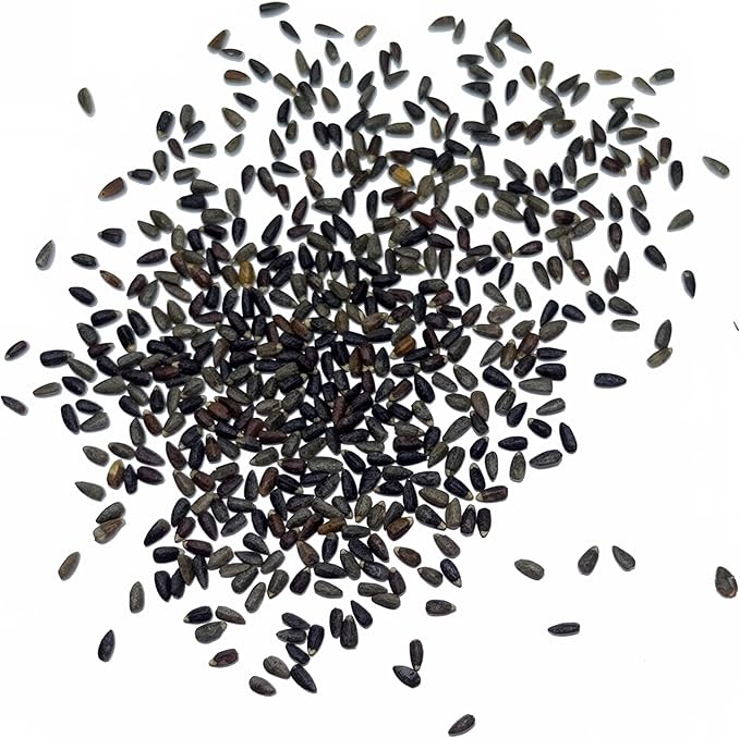 Seed Needs Hyssop Seeds for Planting Blue Hyssop Herbs - Non-GMO Heirloom & Untreated Hyssopus officinalis Seed to Plant an Indoor/Outdoor Medicinal Herb Garden (1 Pack)