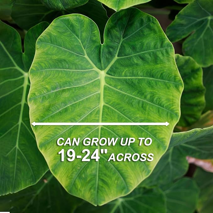 Garden State Bulb Colocasia Esculenta Elephant Ear Bulbs, 7/9 inches, Spring Planting (Bag of 20)