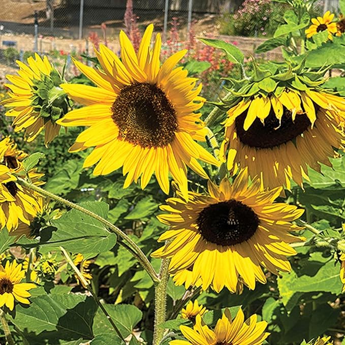 Seed Needs Dwarf Sunflower Seeds for Planting Incredible Sunflowers - Heirloom & Open Pollinated Flowers to Plant an Outdoor Wildflower Garden to Attract Beneficial Pollinators (2 Packs)