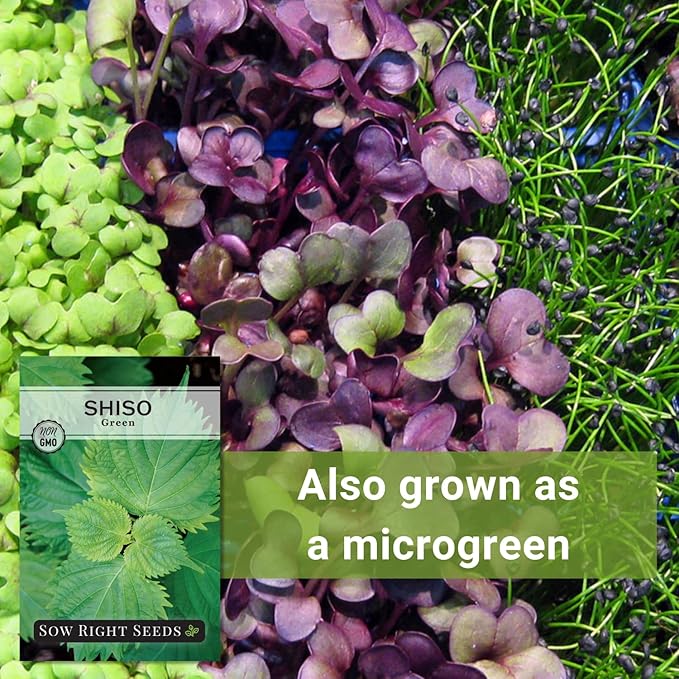 Sow Right Seeds - Green Shiso Seeds for Planting - Perilla Seeds Japanese Shiso - Non-GMO Heirloom Perilla Leaf - Ideal for Herb Gardens - Grow Flavorful Leaves for Asian Cuisine - Easy to Grow (1)
