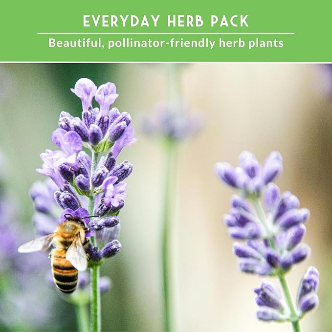 Aromatic Herb Garden Variety Pack – 5 Popular Types of Heirloom Herb Seeds – Spearmint, Lavender, Basil, Parsley, & Cilantro – Indoor, Outdoor Pollinator-Friendly - Survival Garden Seeds
