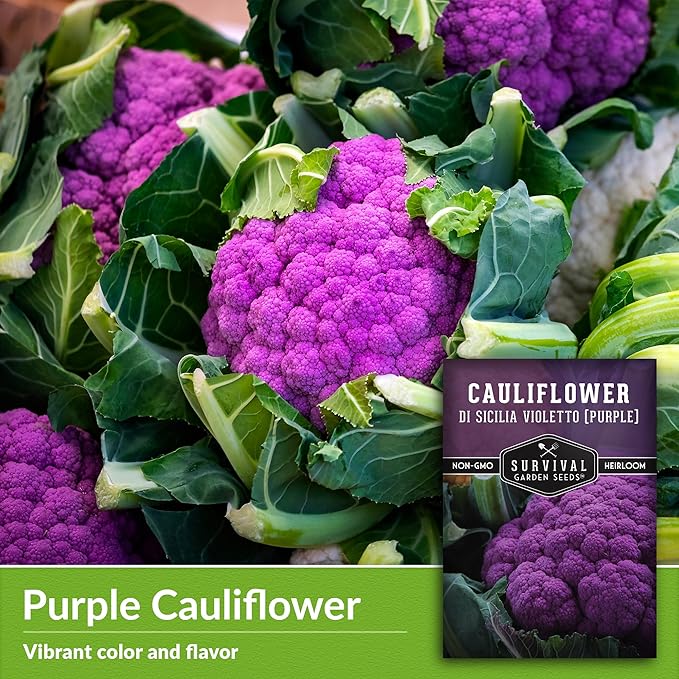 Purple Cauliflower Seeds for Planting – Violetto di Sicilia – Heirloom Italian Cauliflower Variety Producing Deep Violet Heads - Non-GMO, Open-Pollinated - Survival Garden Seeds (3 Packs)