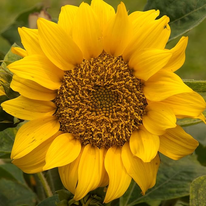 Seed Needs Dwarf Sunspot Sunflower Seeds for Planting Short Yellow Sunflowers - Heirloom & Open Pollinated Annual Cut Flower Seed to Plant 2 Foot Tall Sun Flowers (1 Pack)