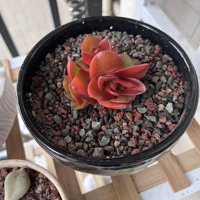 FANTIAN 2 lbs Mix Horticultural Succulent Soil,1/4 Inch Pumice Gravel. Decorative Pebbles Lava Rock for Cactus, Bonsai, Orchid, Indoor Plants of Drainage, Ventilation and Root Growth