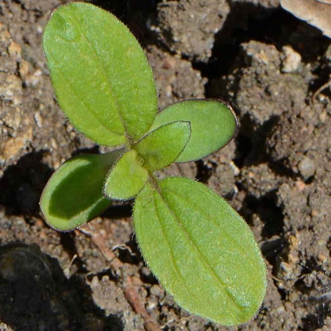 Seed Needs Sunflower Seeds for Planting Dwarf Sunspot Sunflowers - Heirloom & Open Pollinated Annual Cut Flower Seed to Plant 2 Foot Tall Sun Flowers (10 Packs)