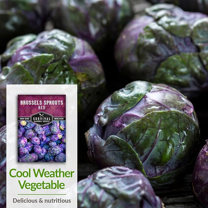 Red Brussels Sprout Seeds | Heirloom Non-GMO Purple Brussel Sprouts, Cold Hardy Garden Vegetable, Unique Exotic Variety - Survival Garden Seeds (2 Packs)