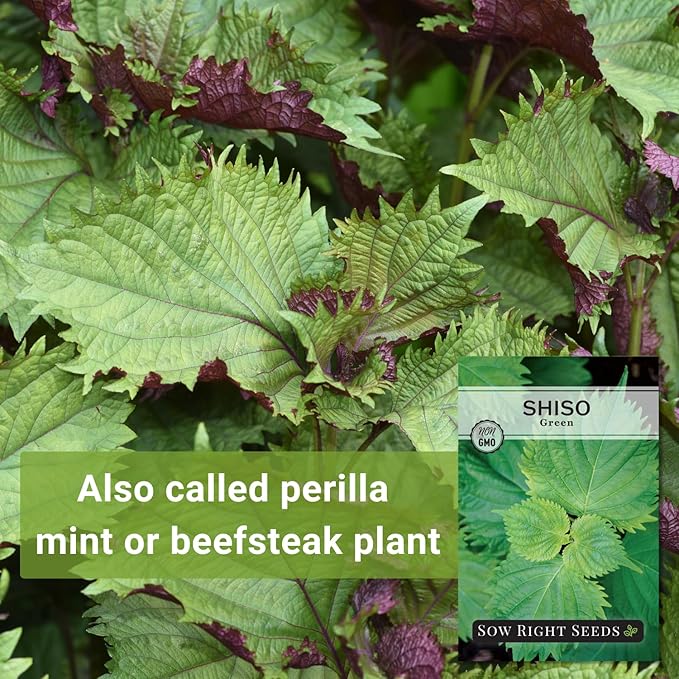Sow Right Seeds - Green Shiso Seeds for Planting - Perilla Seeds Japanese Shiso - Non-GMO Heirloom Perilla Leaf - Ideal for Herb Gardens - Grow Flavorful Leaves for Asian Cuisine - Easy to Grow (1)