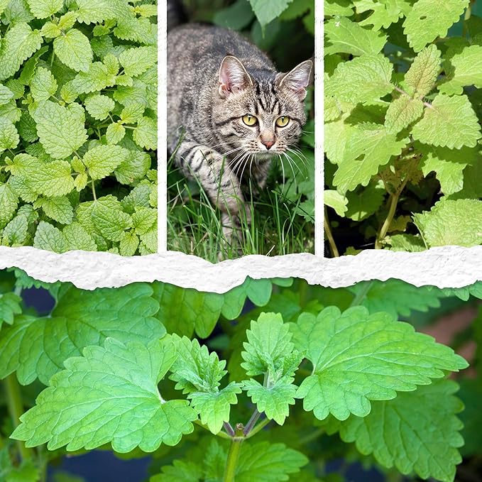 Seed Needs Catnip Seeds for Planting Nepeta cataria - Non-GMO Heirloom & Untreated Herb Seed to Plant & Grow an Outdoor Home Grown Garden (2 Packs)
