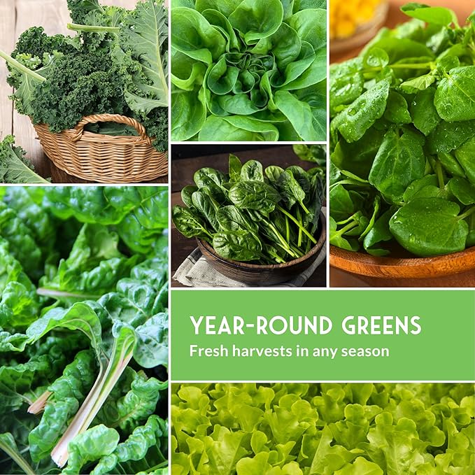 Hydroponics Vegetable Seed Collection for Planting - Watercress, Spinach, Siberian Kale, Swiss Chard, Buttercrunch, Oakleaf Lettuce Varieties to Grow Indoors Non-GMO Heirloom Survival Garden Seeds