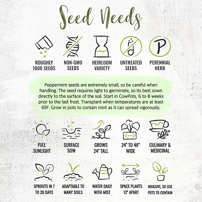 Seed Needs Peppermint Seeds for Planting - Non-GMO Heirloom & Untreated - Medicinal/Culinary Herb to Plant a Home Grown Indoor or Outdoor Garden (2 Packs)