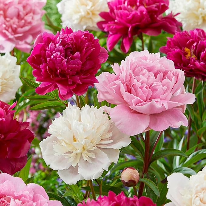 Garden State Bulb Pink and White Mix Peony Flower Bulbs, Spring Planting (Bag of 9)