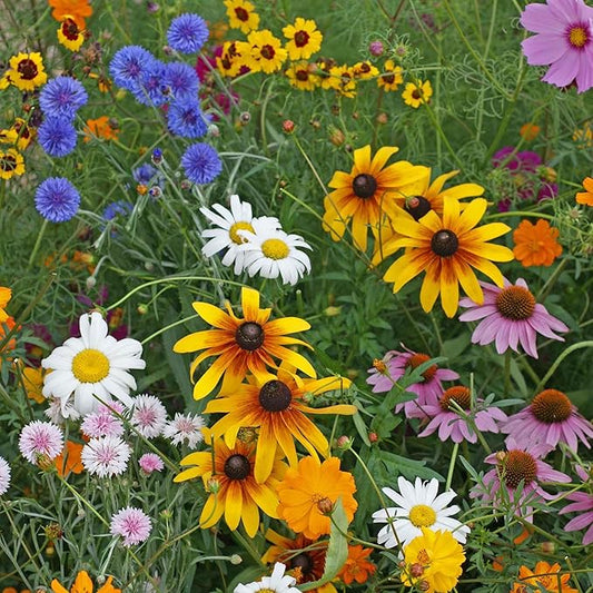 Eden Brothers Cut-Flower Wildflower Seed Mix