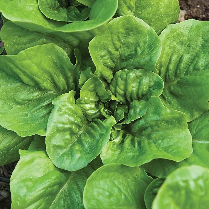 Burpee 'Little Caesar' Lettuce Seeds - 680mg Non-GMO Lettuce Head Seeds - Burpee Exclusive, Heirloom, Container Friendly, Vegetable Garden Planting, Easy Grow Lettuce (Lettuce, Little Caesar)