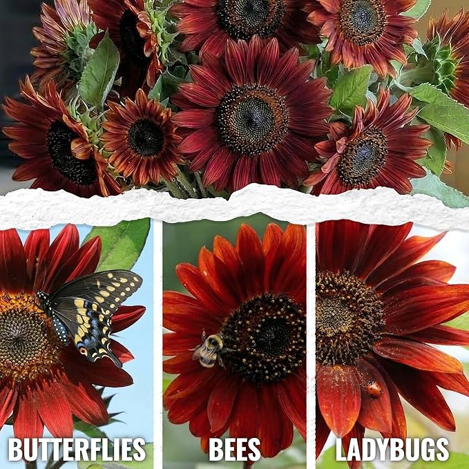 Seed Needs Sunflower Seeds for Planting Red Sun Sunflowers - Heirloom & Open Pollinated Annual Flowering Plants to Grow a Butterfly Garden to Attract Pollinators (5 Packs)