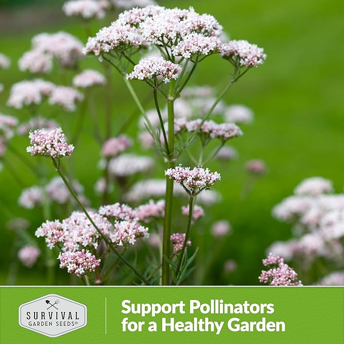 Survival Garden Seeds - Valerian Seeds for Planting - 5 Packets with Instructions to Plant and Grow Medicinal Herb Valeriana Officinalis in Your Home Herb Garden - Non-GMO Heirloom