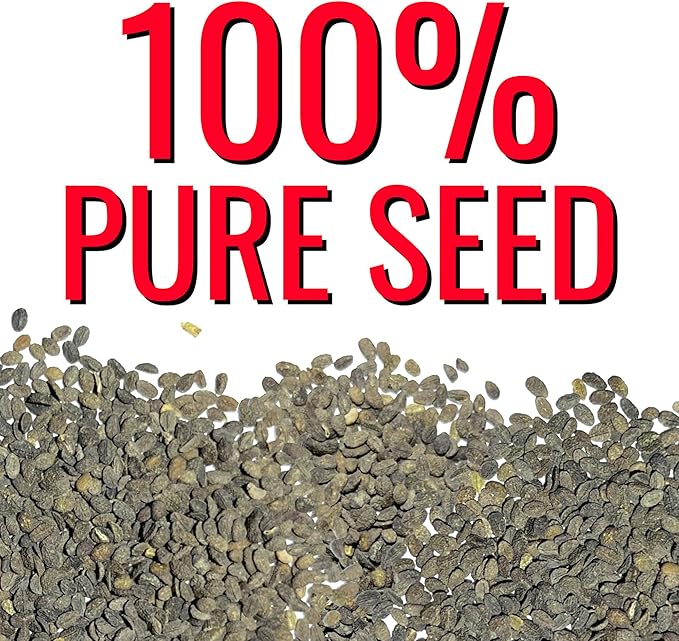 Seed Needs Phlox Seeds for Planting Red Drummond Phlox - Heirloom & Open Pollinated Annual Flowers to Attract Butterflies & Bees to a Butterfly Garden (1 Pack)