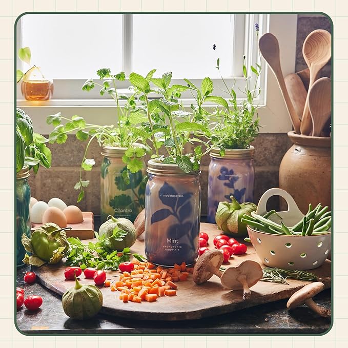 Modern Sprout Mason Garden Jar - Self-Watering Hydroponics Growing System Kit with Organic Herb Seeds - Jar Planter for Indoor Herb Garden - Seed Starter Kit - Home Decor & Gifting - Cilantro