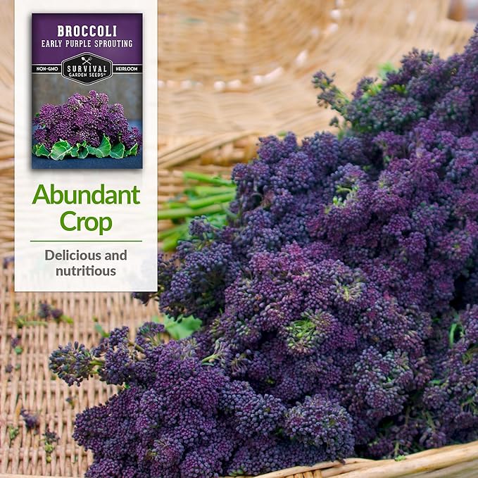 Early Purple Sprouting Broccoli Seeds for Planting – Heirloom Non-GMO Variety with Burgundy-Purple Heads, High Yield Vegetable Garden Favorite – Survival Garden Seeds (1 Pack)