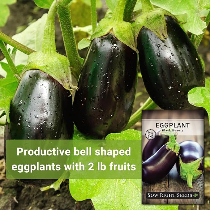 Sow Right Seeds - Black Beauty Eggplant Seed for Planting - Non-GMO Heirloom Packet with Instructions to Plant an Outdoor Home Vegetable Garden - Large Round Fruits, Deep Purple Variety (4)
