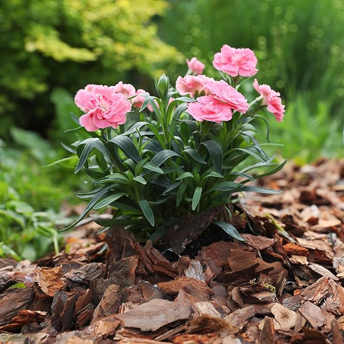 GARDENWISE Premium Pine Bark Nuggets – Pine Bark Mulch for Gardens, Landscaping, Potted Plants, and Wood Chips for Garden Beds (0.5 CF - 14 L - 15 QTS)