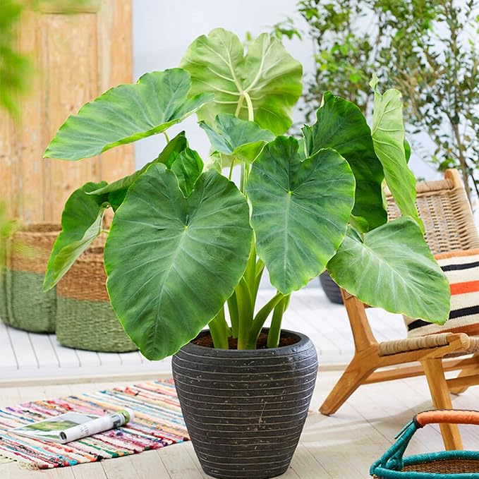 Garden State Bulb Colocasia Esculenta Elephant Ear Bulbs, 7/9 inches, Spring Planting (Bag of 20)