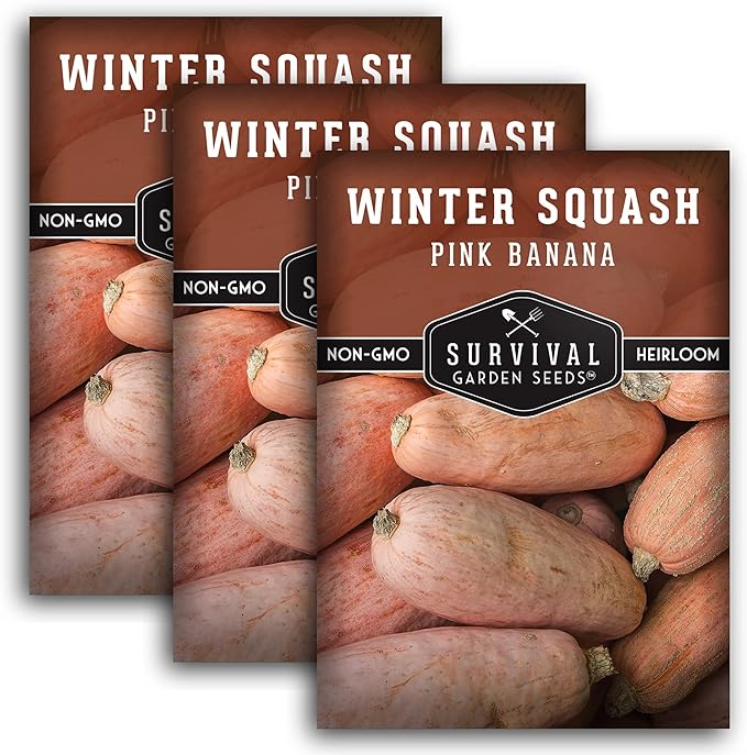 Pink Banana Winter Squash Seeds for Planting - Heirloom Non GMO Vegetable Seed - Extra Large, High Yield, Easy to Grow Unusual Variety - Survival Garden Seeds (3 Packs)