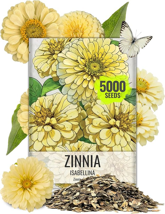 Seed Needs Zinnia Seeds Isabellina Yellow Variety Fast Blooming | 5,000+ Heirloom & Open Pollinated Seeds | Annual Cut Flowers Large Blooming | Bulk