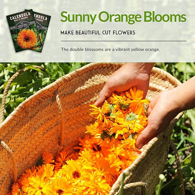 Ball’s Orange Calendula Seeds for Planting – Medicinal Herb & Edible Flower with Bright Orange Blooms – Heirloom Pot Marigold for Skin Care & Teas – Survival Garden Seeds (3 Packs)