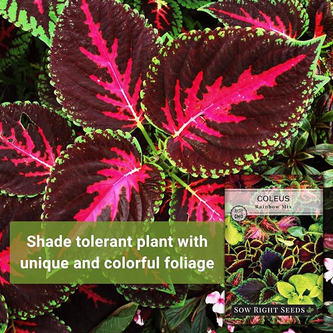 Sow Right Seeds - Rainbow Mix Coleus Seeds for Planting - Non-GMO Heirloom Variety - Vibrant Tropical Plant Blooms - Ideal for Gardeners, Easy to Grow - Indoor/Outdoor Use - Colorful Foliage (1)