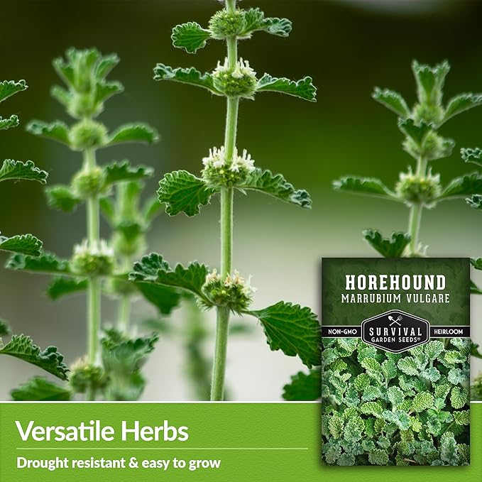 Survival Garden Seeds - Horehound Seeds for Planting - 1 Packet with Instructions to Plant and Grow Beneficial Marrubium Medicinal Herbs in Your Home Vegetable Garden - Non-GMO Heirloom Variety