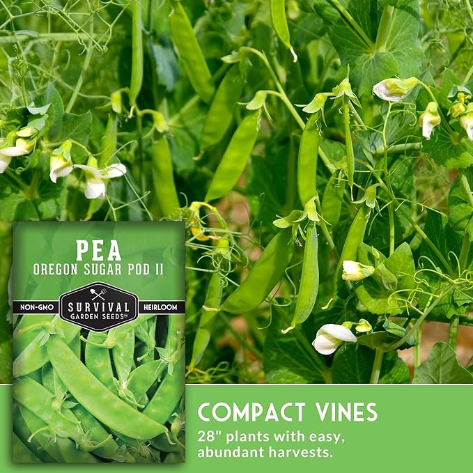 Oregon Sugar Pod II Snow Pea Seeds for Planting - Crisp Edible Pods, High Yield Sugar Snap Style Snow Peas, Heirloom Open Pollinated Non-GMO - Survival Garden Seeds (3 Pack)