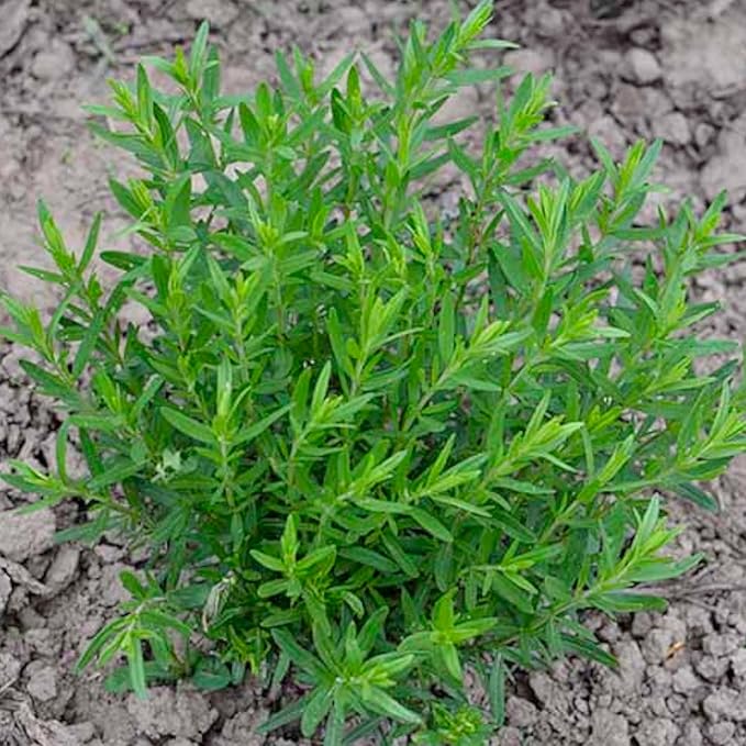 Seed Needs Hyssop Seeds for Planting Blue Hyssop Herbs - Non-GMO Heirloom & Untreated Hyssopus officinalis Seed to Plant an Indoor/Outdoor Medicinal Herb Garden (5 Packs)