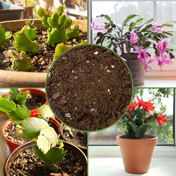 Soil Sunrise Christmas Cactus Potting Soil Mix (8 Quarts) Custom Blend for Xmas, Easter, and Thanksgiving Cactus Tropical Indoor Houseplants
