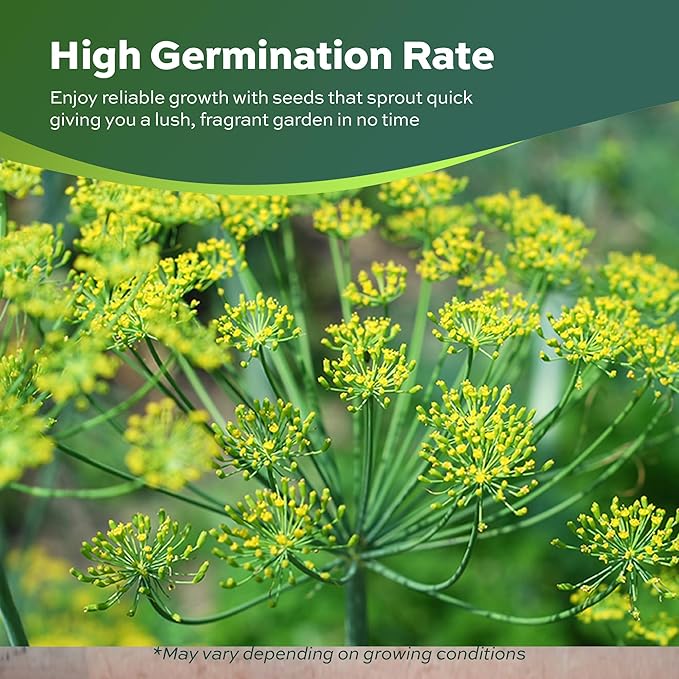 2000 Dill Seeds for Planting (Bouquet Variety) – Heirloom, Non-GMO, USA Grown Herb for Indoor/Outdoor Planting, Perfect for Pickling & Cooking by RDR Seeds