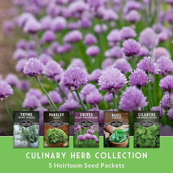 Kitchen Herb Seeds Variety Pack – 5 Garden Herb Seeds for Planting: Basil, Curly Parsley, Cilantro, Chives & Thyme – Heirloom Non GMO Indoor Outdoor Seed Vault - Survival Garden Seeds
