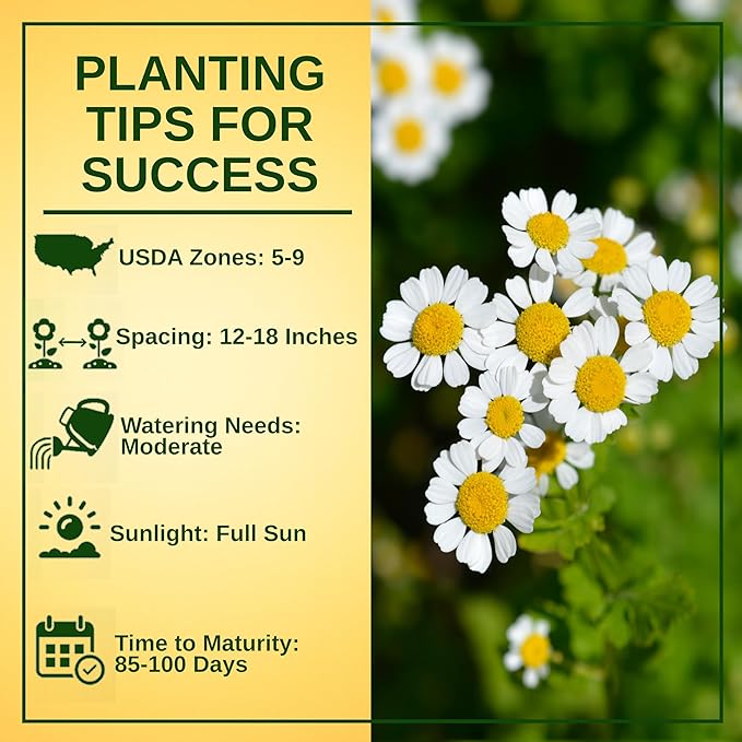 TKE Farms & Gardens - Feverfew Seeds for Planting, 3000+ Heirloom Non-GMO Medicinal Herb Seeds, Grow Indoors or Outdoors, Easy to Follow Instructions Included, Chrysanthemum parthenium