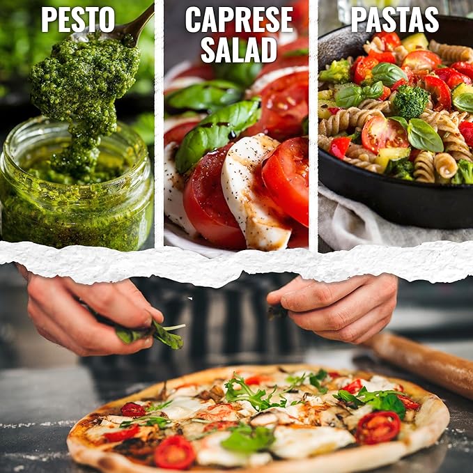 Seed Needs Basil Seeds for Planting Italian Large Leaf Herbs - Non-GMO Heirloom & Untreated - Grow an Indoor or Outdoor Home Grown Herb Garden (2 Packs)