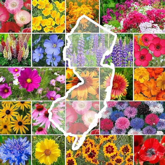 Eden Brothers New Jersey Wildflower Mixed Seeds for Planting, 1 lb, 480,000+ Seeds with Cornflower, Coneflower | Attracts Pollinators, Plant in Spring or Fall, Zones